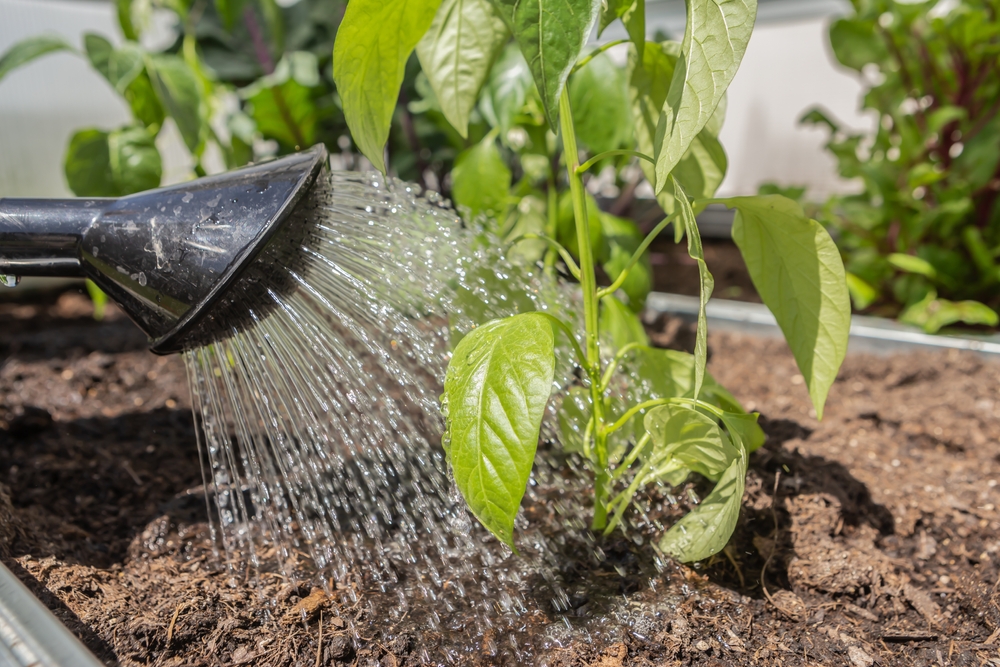 Checklist vakantie plantverzorging