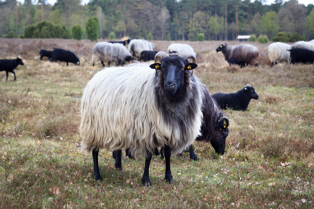 Moorland sheep